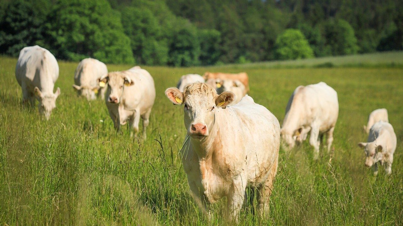 Cattle methane vaccine project receives $9.4m in funding