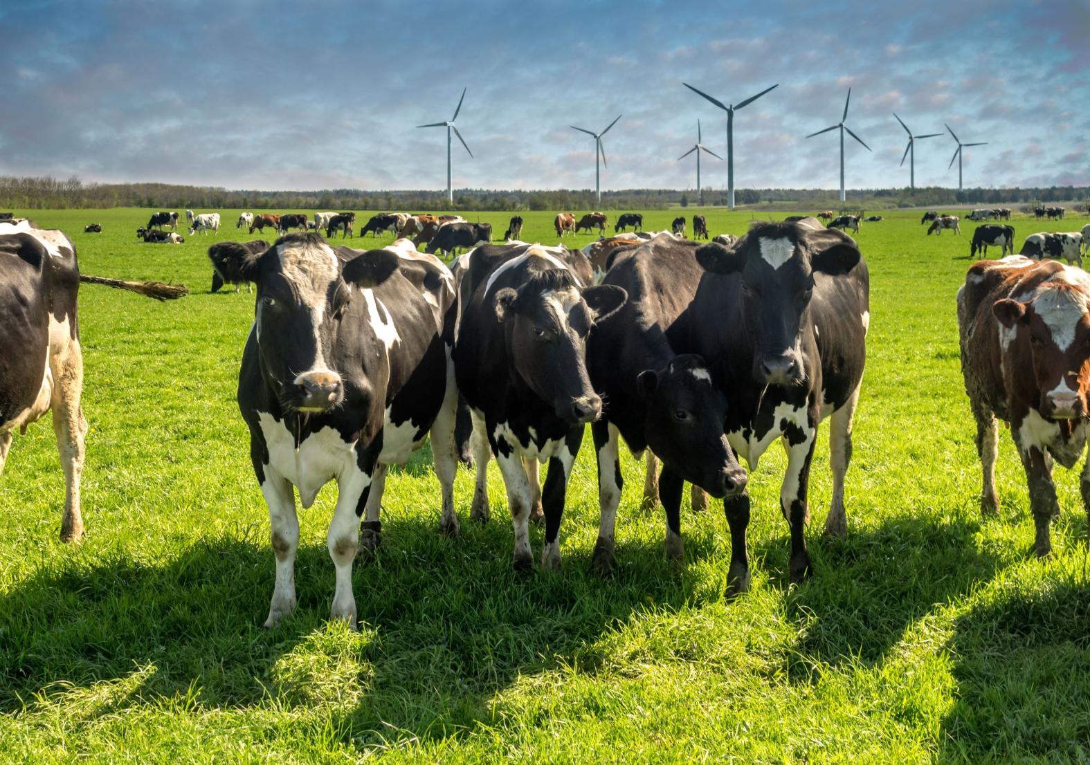 Denmark’s Groundbreaking Agriculture Climate Policy Sets Strong Example for the World